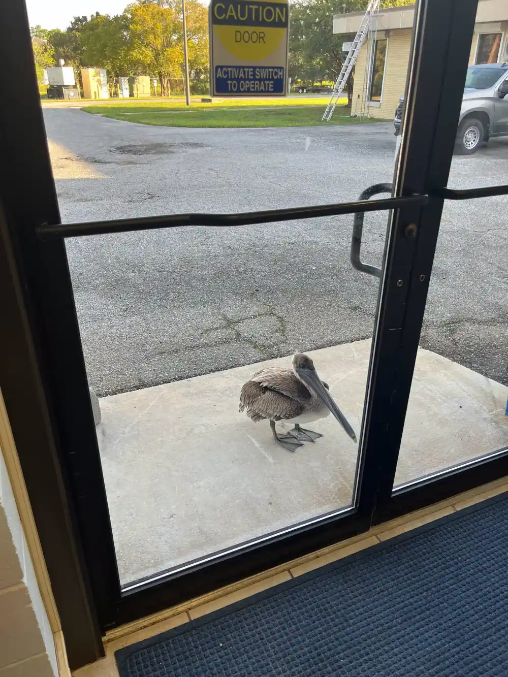 pelican knocks on door for help