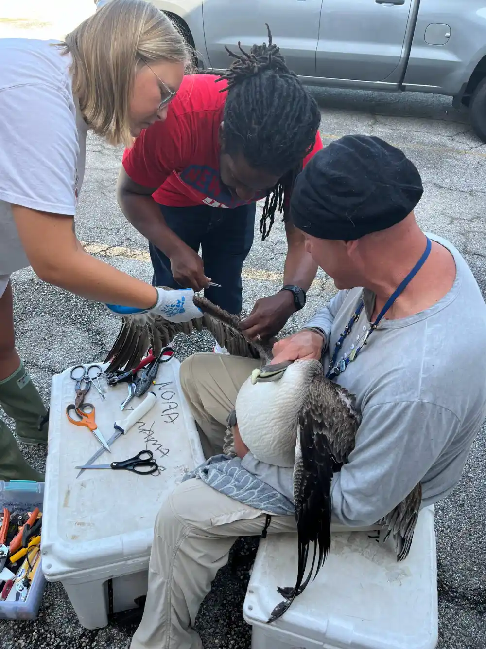 pelican knocks on door for help