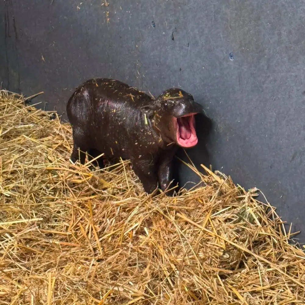 pygmy hippo