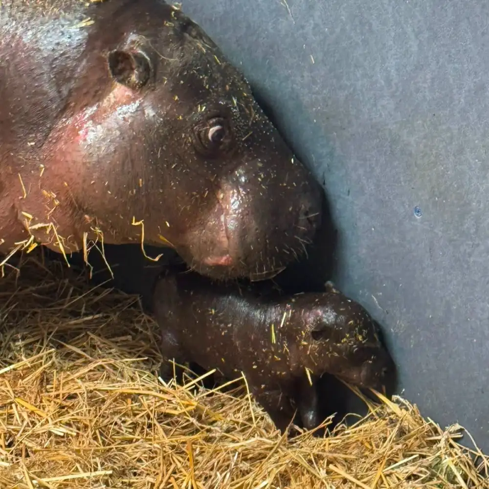 pygmy hippo