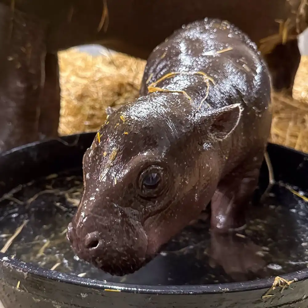 pygmy hippo