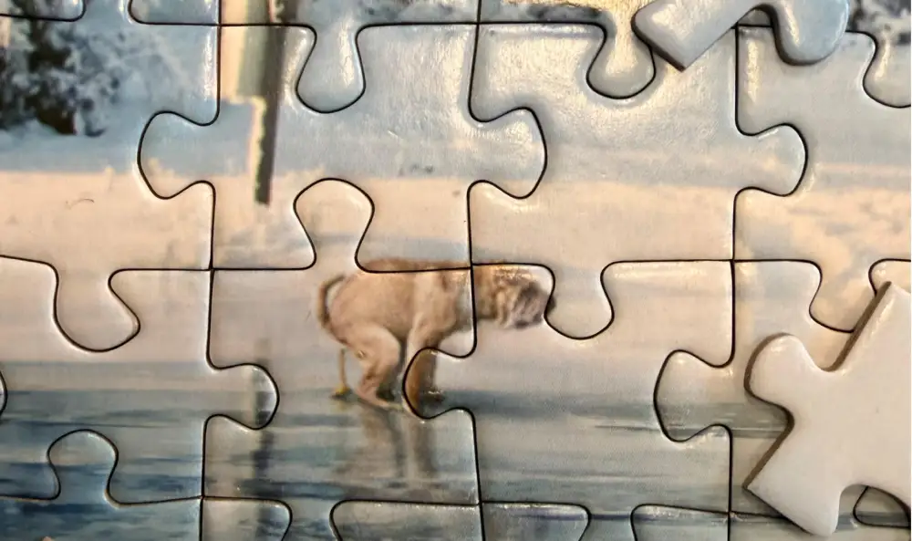 dog pooping prank puzzle