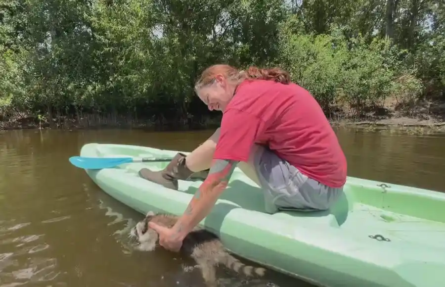 raccoon boot camp