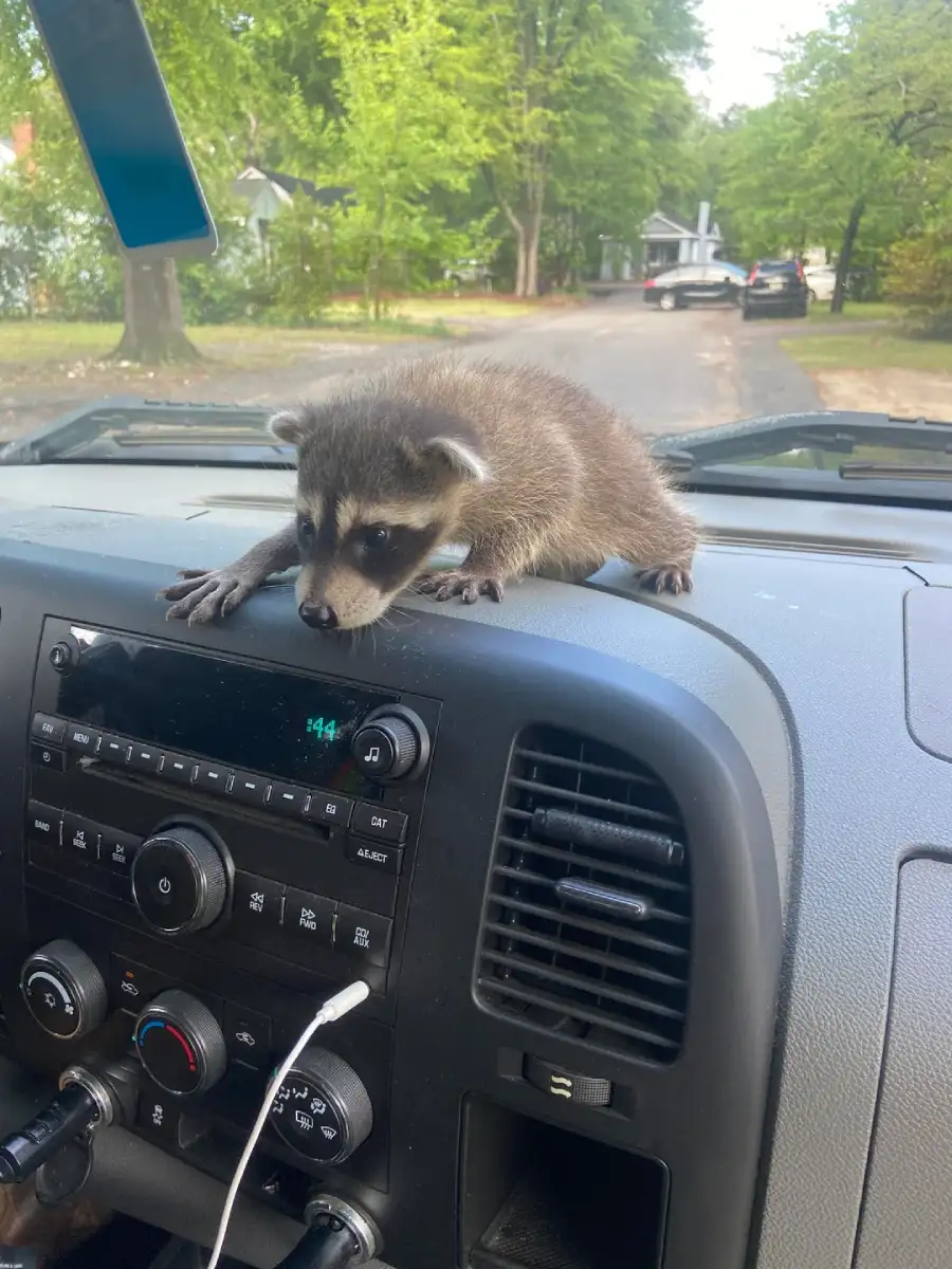 raccoon rescue