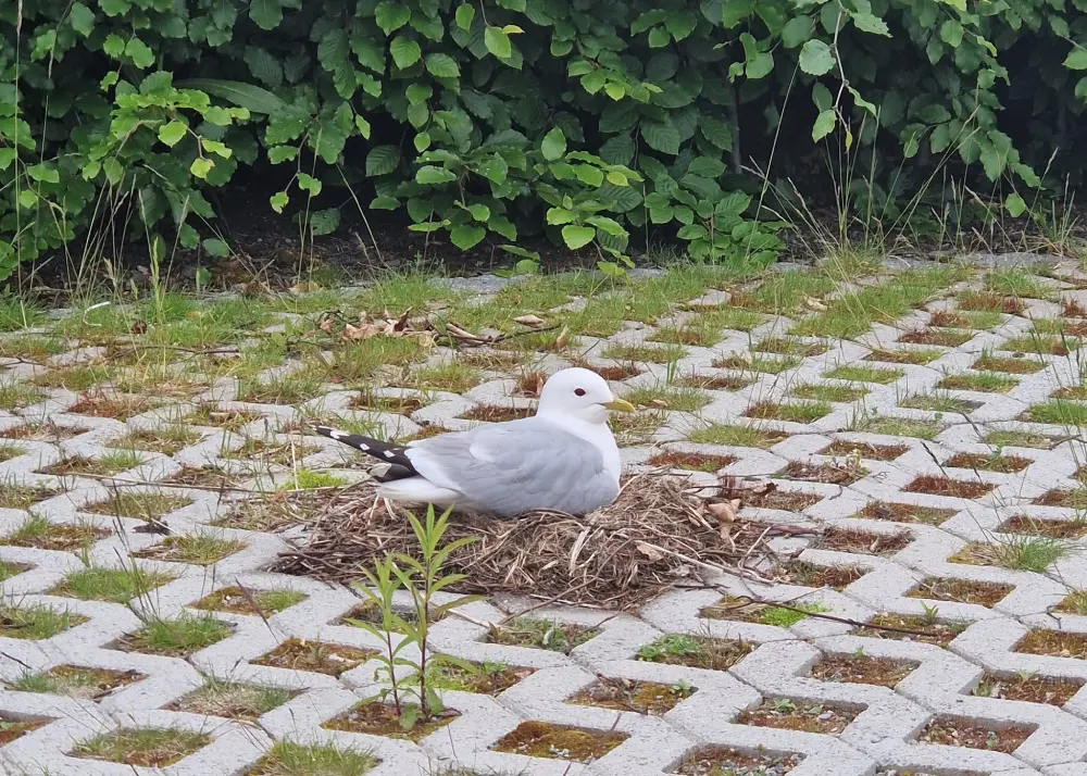 seagull parking space