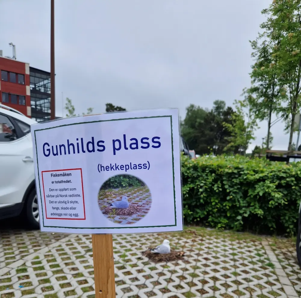 seagull parking space