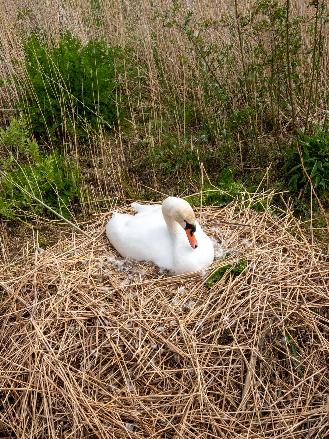 swan friend