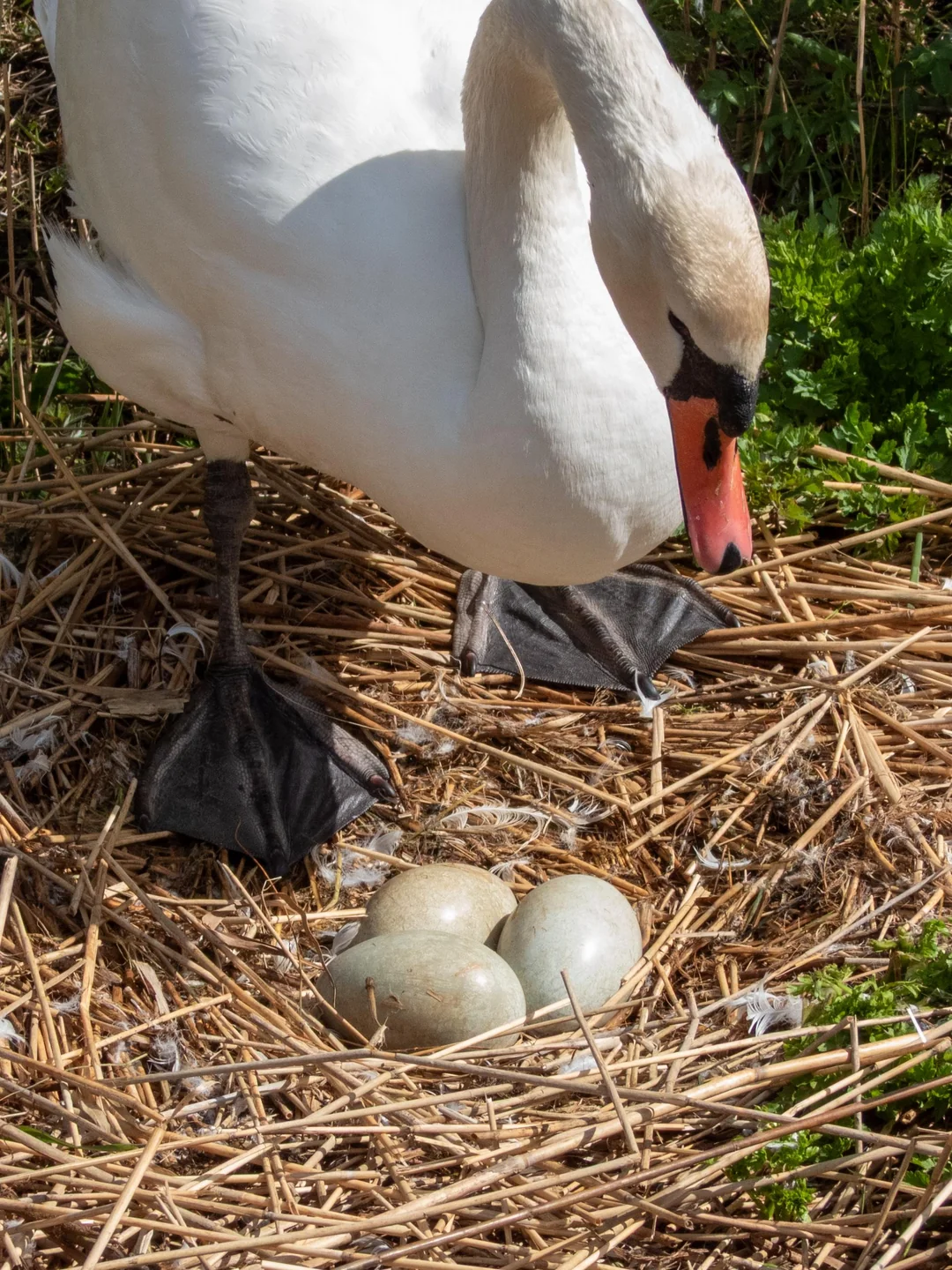 swan friend