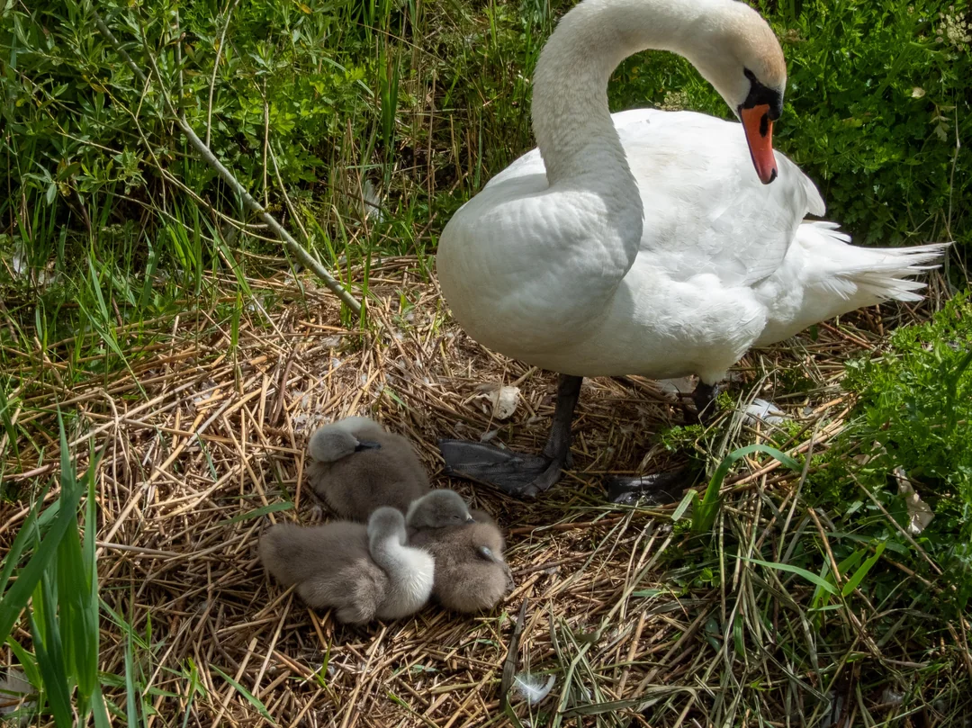 swan friend
