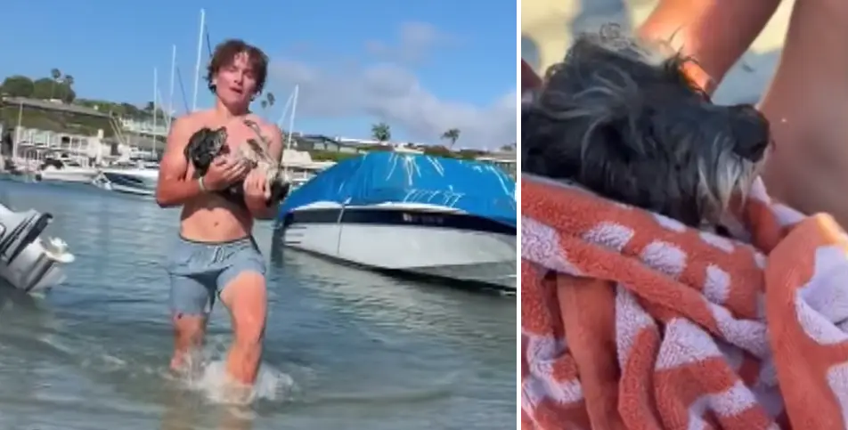 teen dives in water save dog