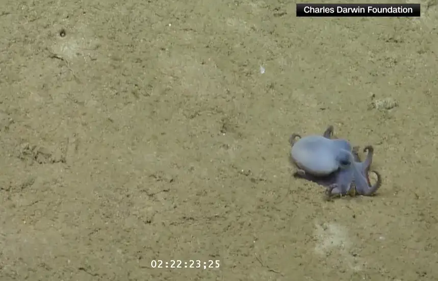 new octopus discovered