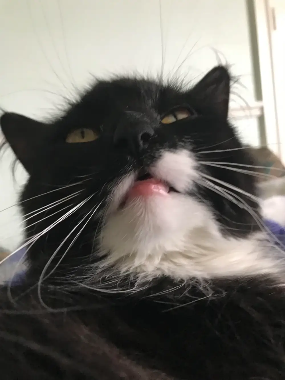 ugly cat pictures funny