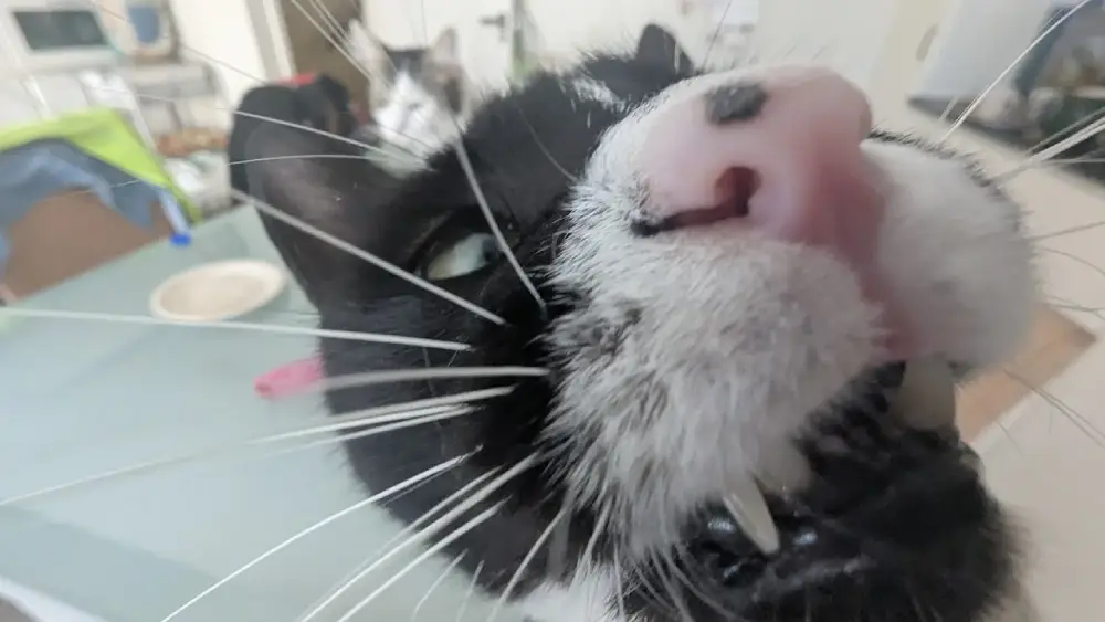 ugly cat pictures funny