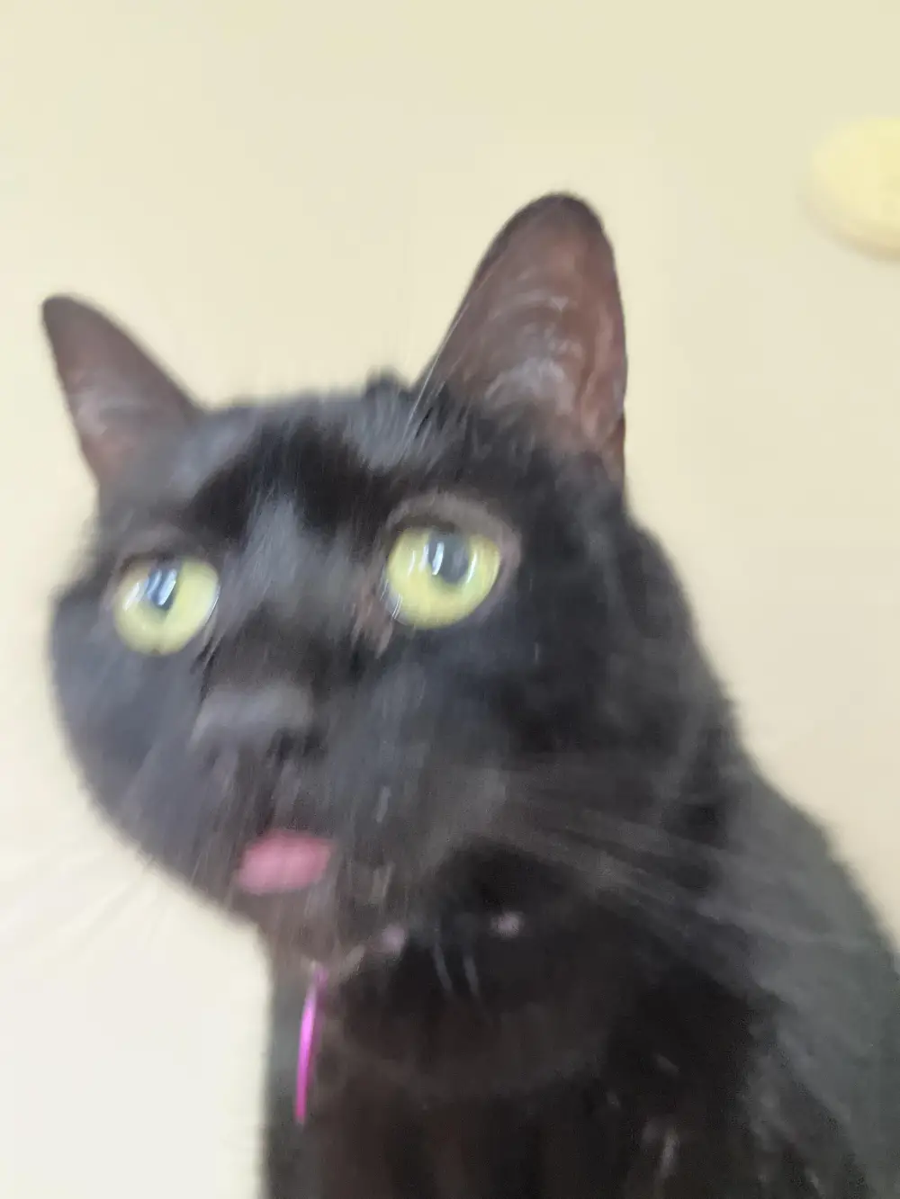 ugly cat pictures funny