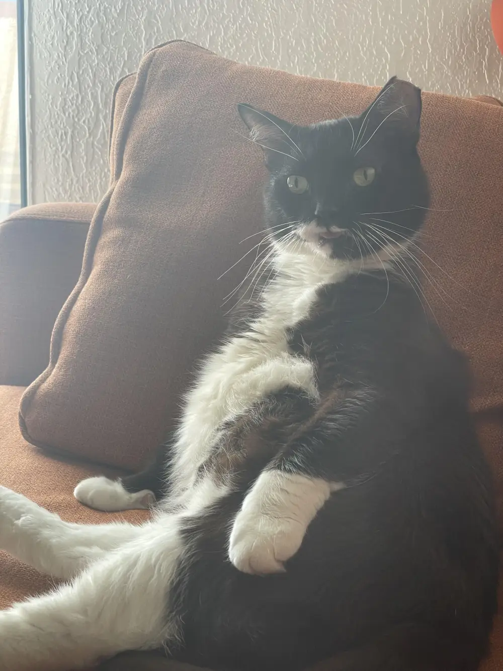 ugly cat pictures funny