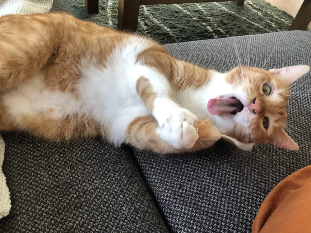 ugly cat pictures funny