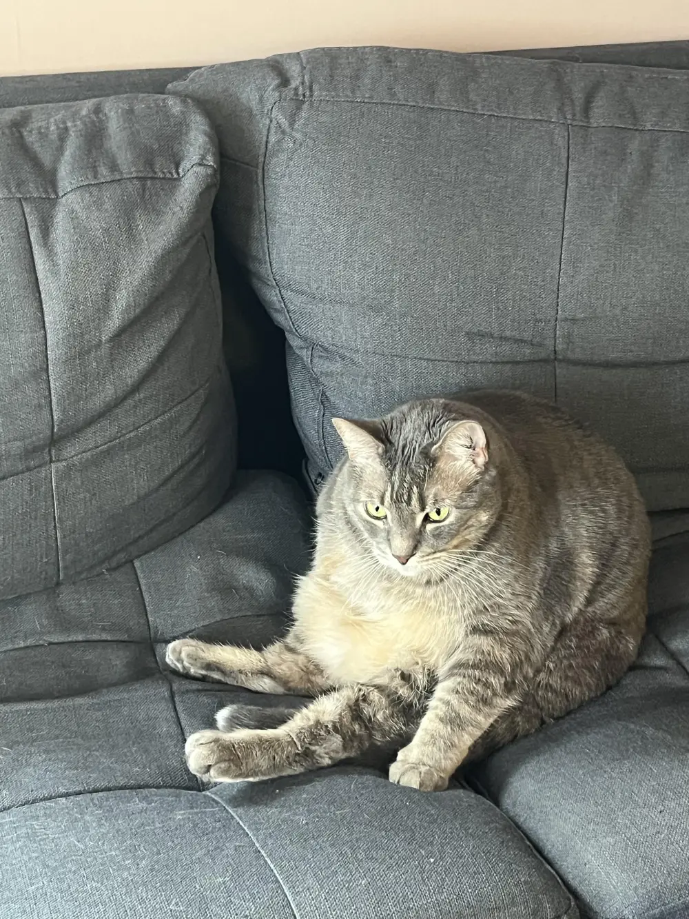 ugly cat pictures funny