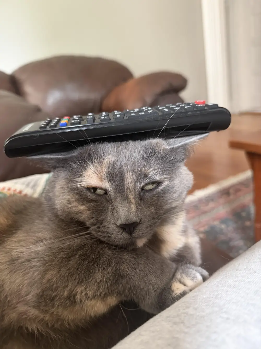 ugly cat pictures funny
