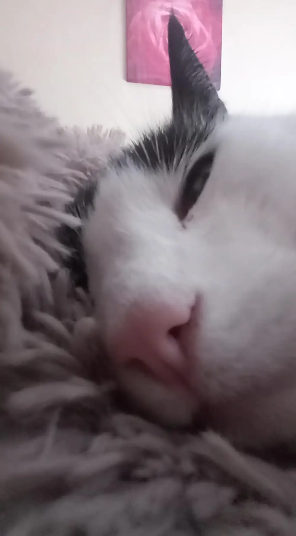 ugly cat pictures funny