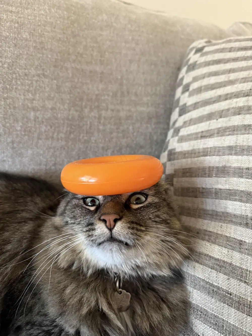 ugly cat pictures funny