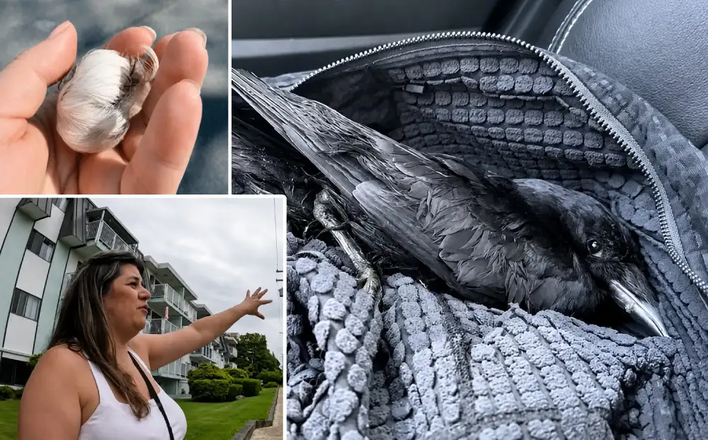 woman rescues crow gets gifts