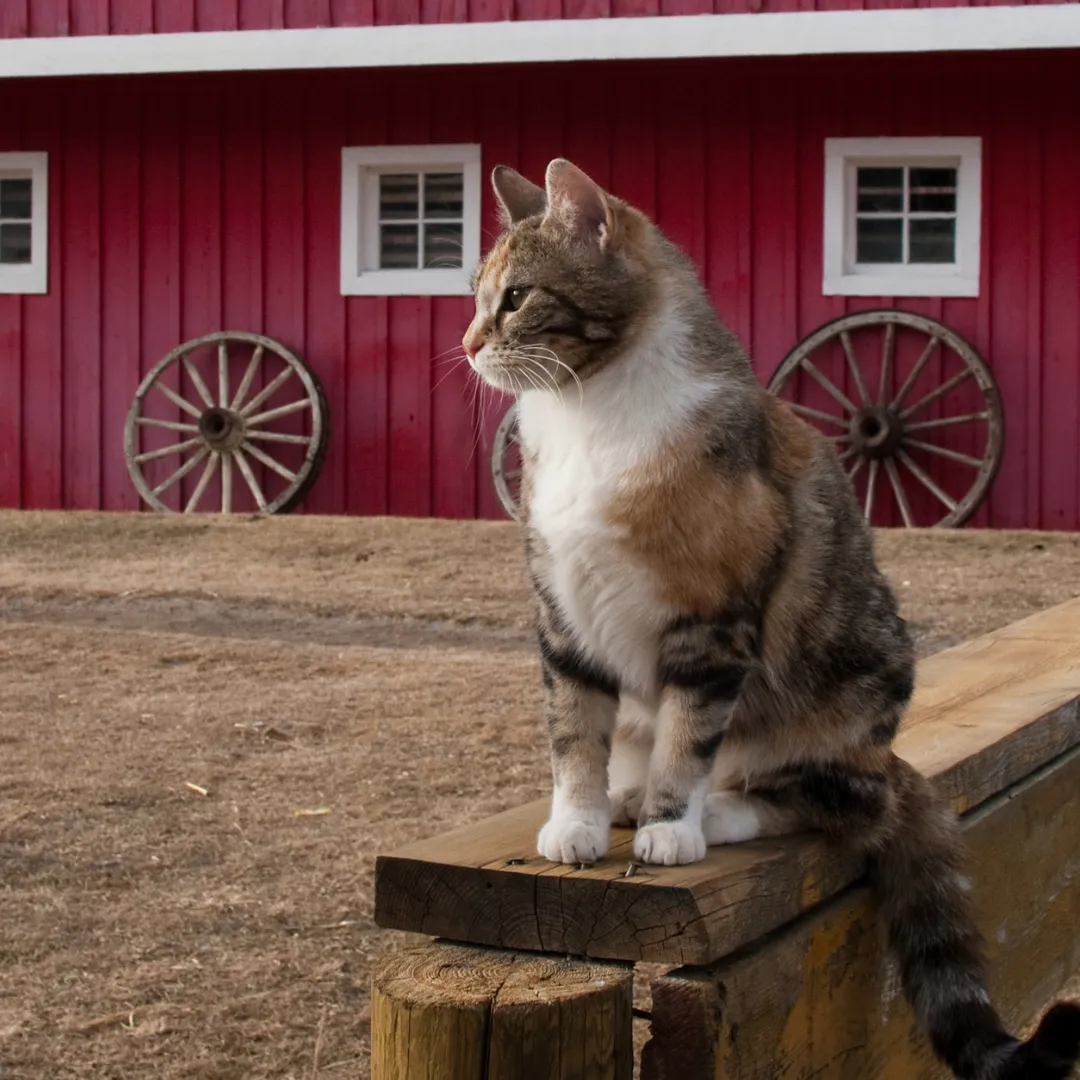 working cats program